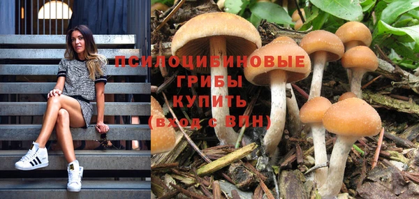 сатива Абинск